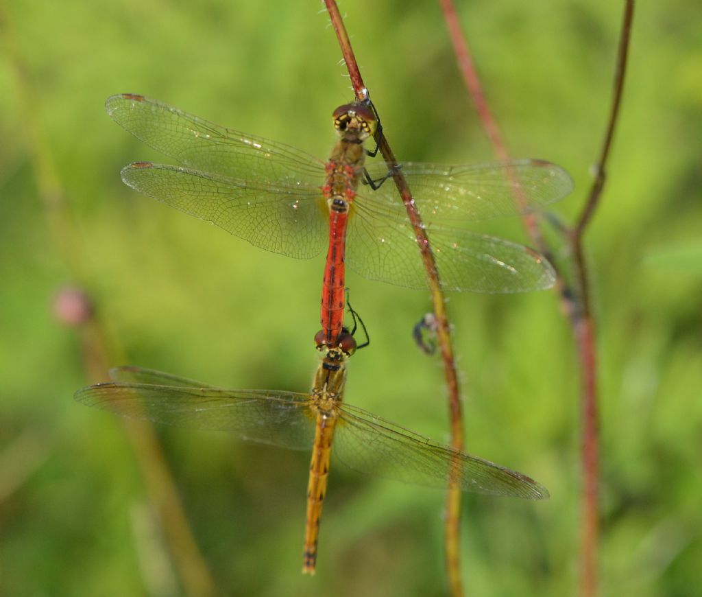 Sympetrum depressiusculum